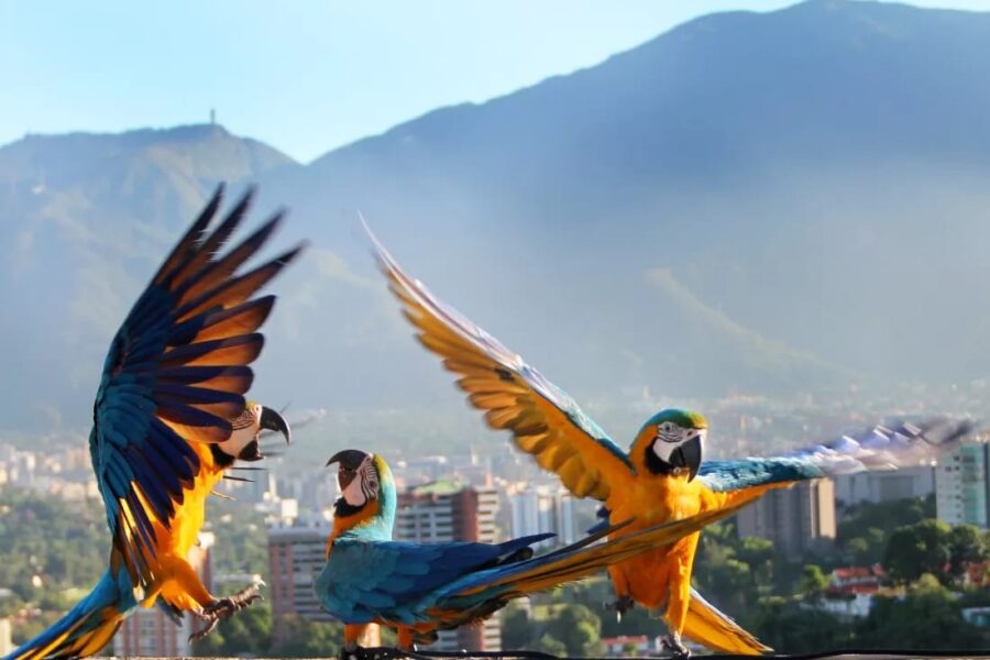 guacamayas