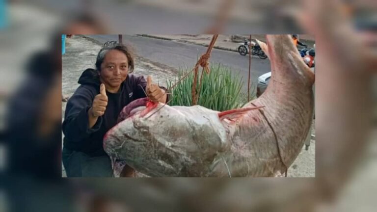 Capturan Gigante Lau Lau de 121Kg en Anzoátegui