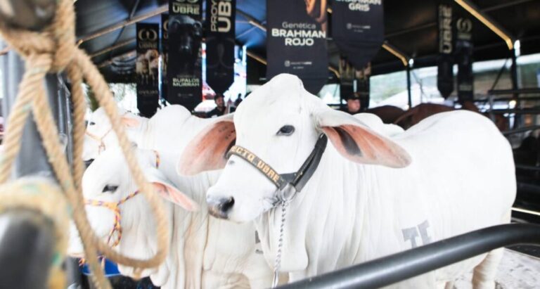 Inaugurada la 48ª Feria Nacional del Cebú y sus cruces en La Carlota