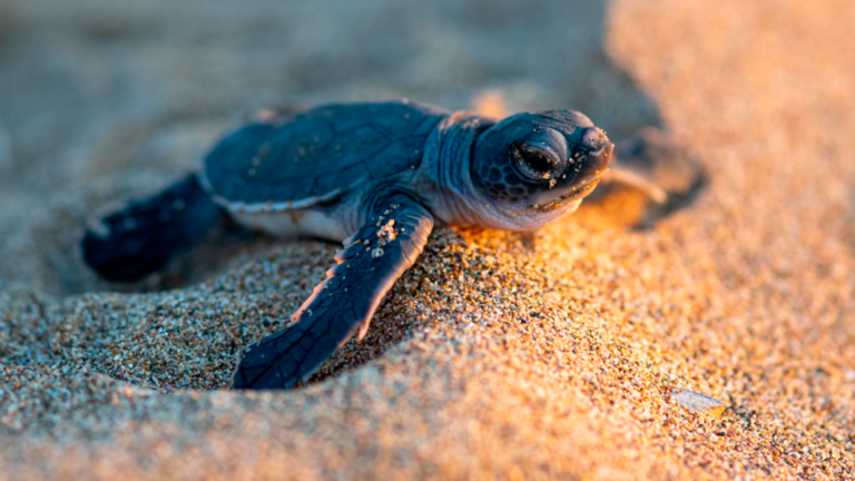 Inicia la temporada de nidación de tortugas marinas