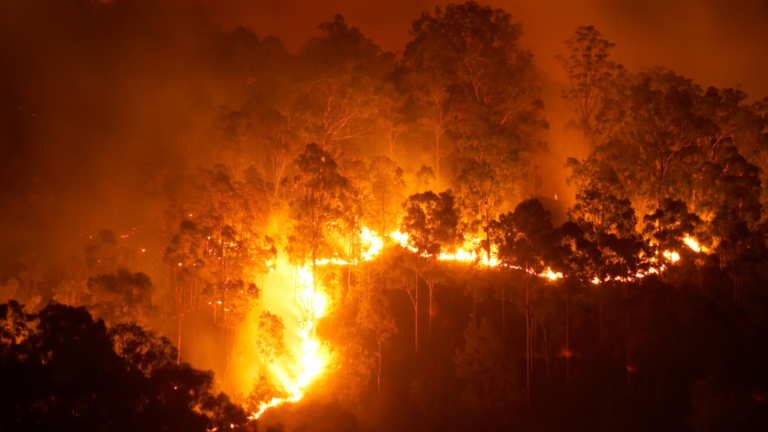 Incendios forestales arrasan con 15 mil hectáreas en Chile