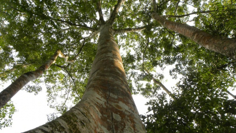 ¿Sabías que existe un árbol capaz de espiar?