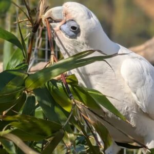 ¡Insólito! Loros insultan a los visitantes en un zoológico británico
