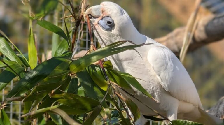 ¡Insólito! Loros insultan a los visitantes en un zoológico británico