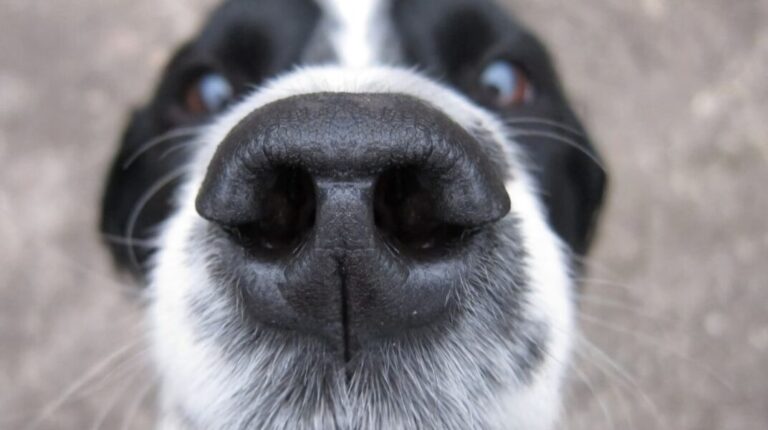 ¿Qué sienten realmente los perros cuando huelen algo?