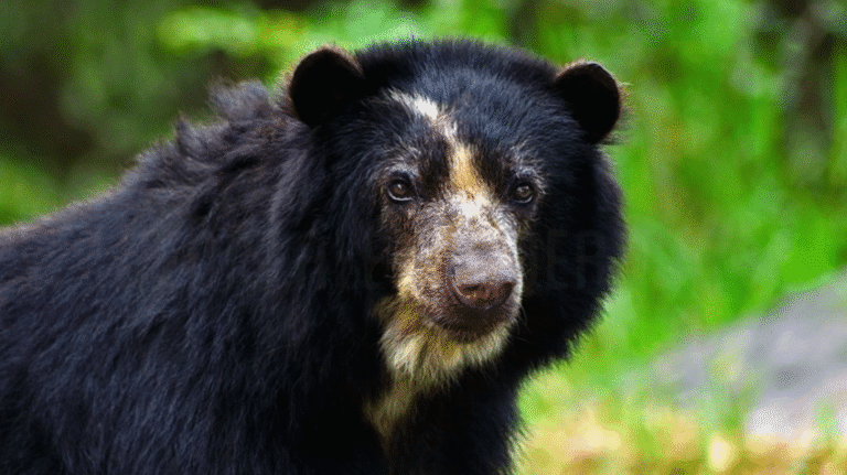 Instalan cámaras para proteger al Oso Frontino en Mérida