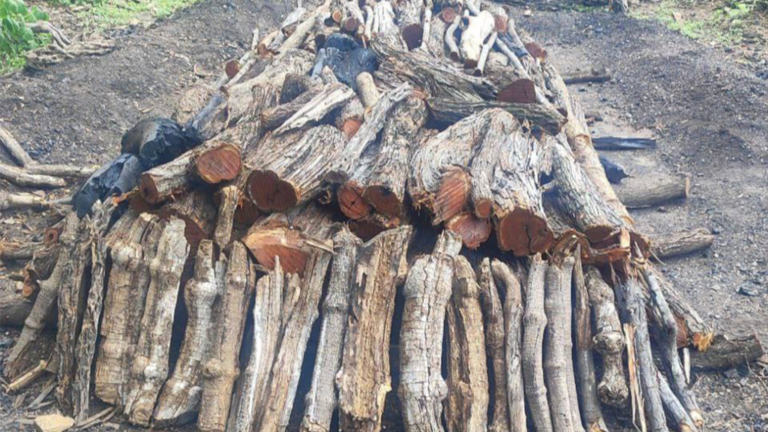 Incautan más de mil kilogramos de carbón vegetal en Lara