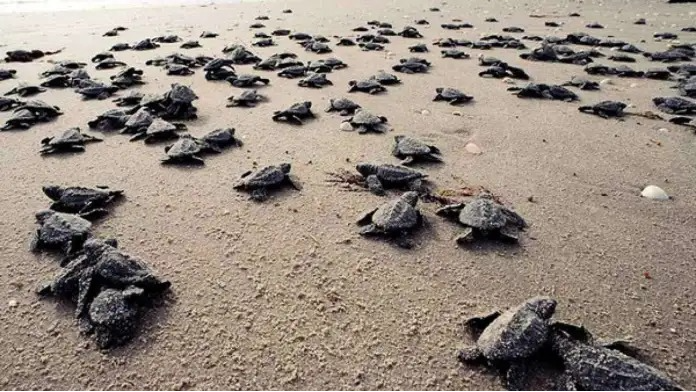 ¡Llegó la temporada de tortugas cardón a La Guaira!