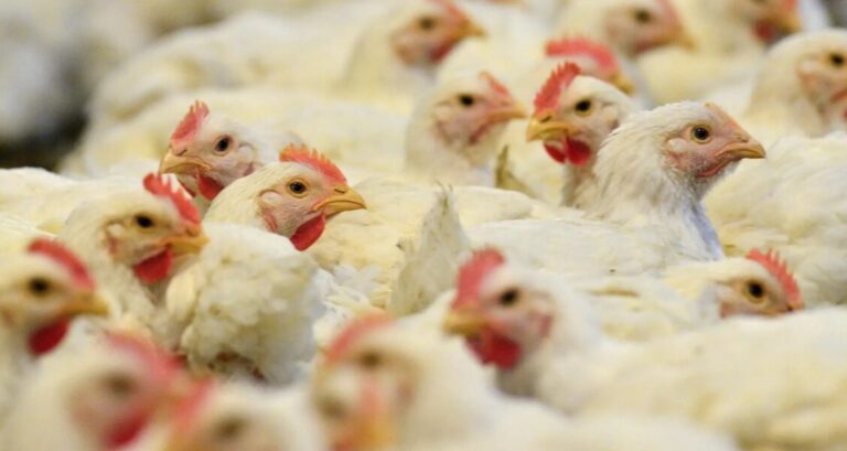 Alerta sanitaria: China detiene importación de pollo desde Brasil