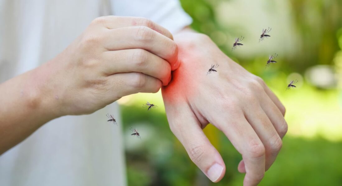 mosquitos