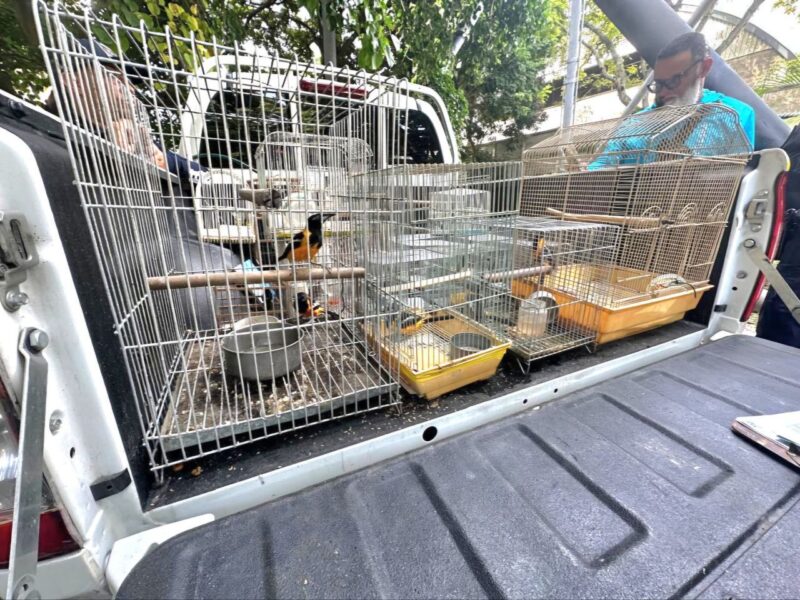aves enjauladas