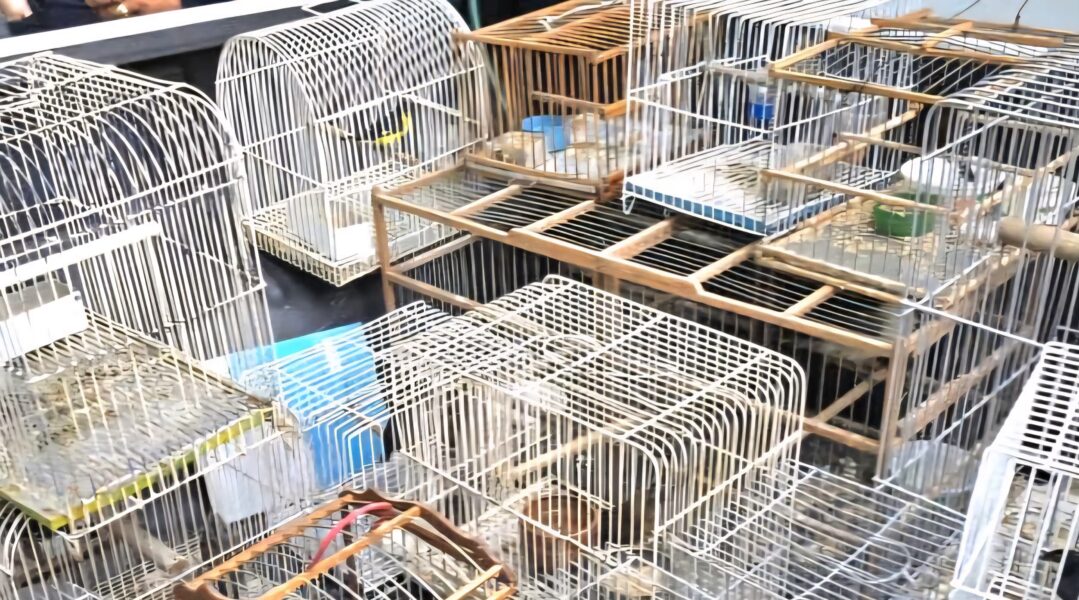 aves enjauladas