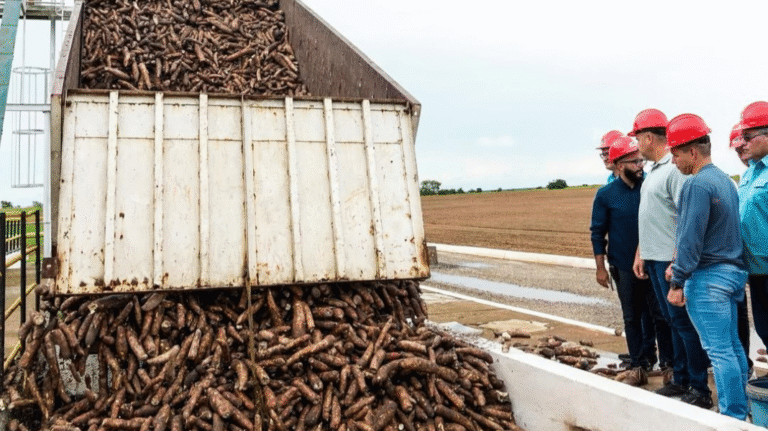 ¿Por qué Anzoátegui domina el mercado de la yuca?
