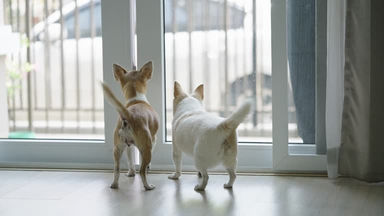 ¿Sabías que tus mascotas pueden ser chismosos?
