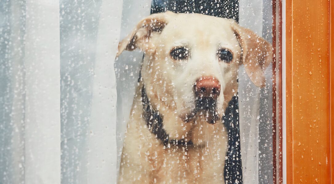 ¿Sabes qué amenaza a tu mascota cuando llueve?