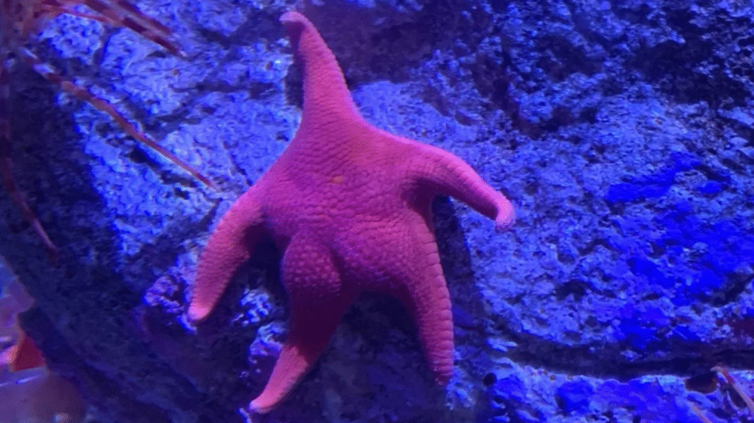 ¿Patricio llegó a Argentina? La estrella de mar “nalgona” que se volvió viral en redes