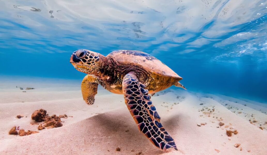 Tortugas con GPS: la tecnología entra al océano para salvar vidas