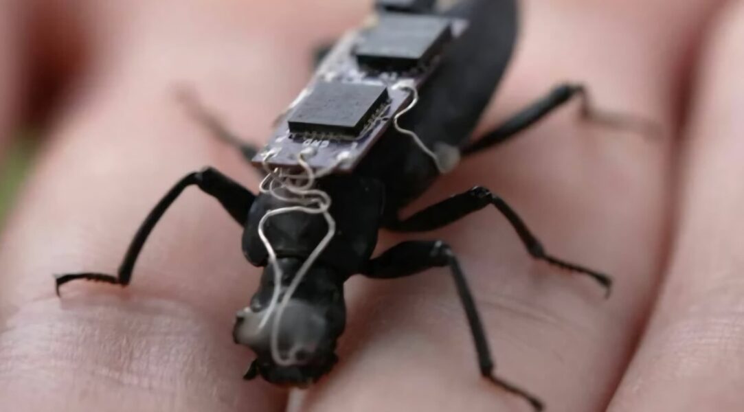 ¿Ciencia ficción? No… China acaba de crear la primera abeja cibernética