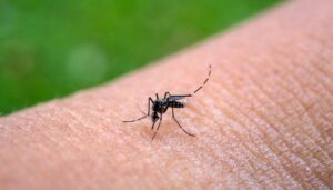 chikungunya