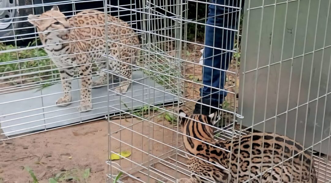 Así fue el regreso de dos cunaguaros a la naturaleza