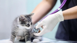 jornada Misión Nevado