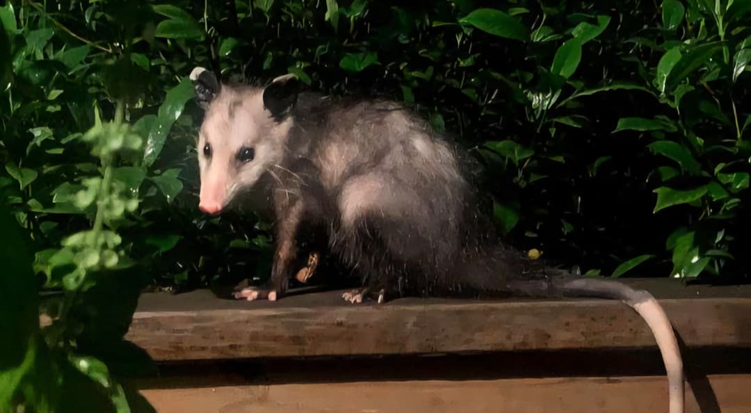 ¿Cuál es la misteriosa criatura que ronda Caracas de noche… y no es una rata?