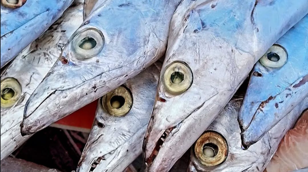 El tesoro azul de Venezuela llega a Corea del Sur y más destinos se preparan