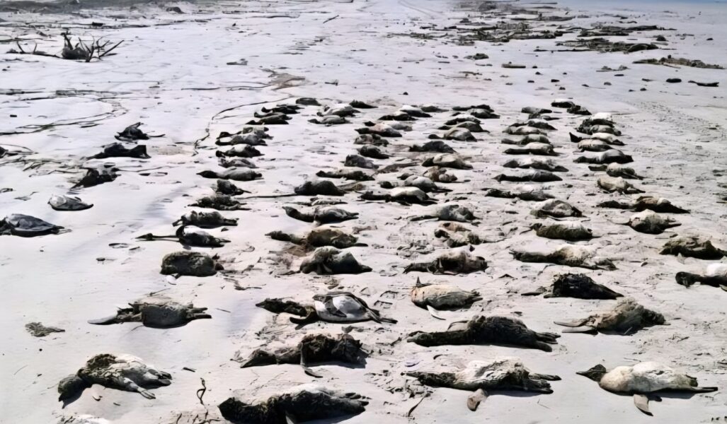 ¿Qué mató a más de 700 pingüinos en el sureste de Brasil?