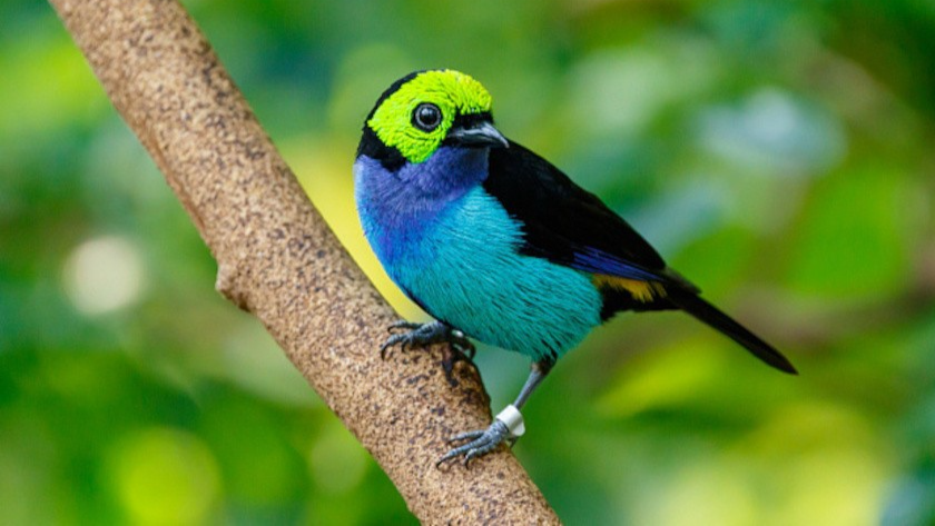 Aves en Venezuela: Un tesoro que impulsa el turismo