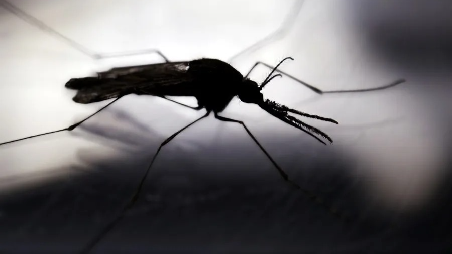 Plan tecnológico venezolano combate los moquitos