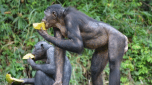 chimpancés borracho