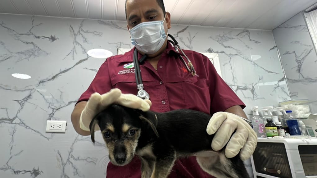 Llegó la Clínica Veterinaria Móvil: descubre qué trae para tus peludos