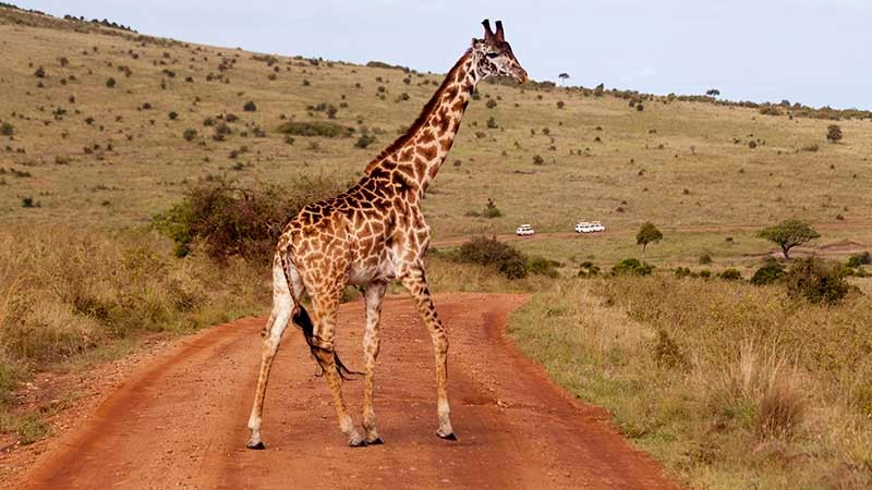 Alerta en África: ¿Se extinguen las jirafas?