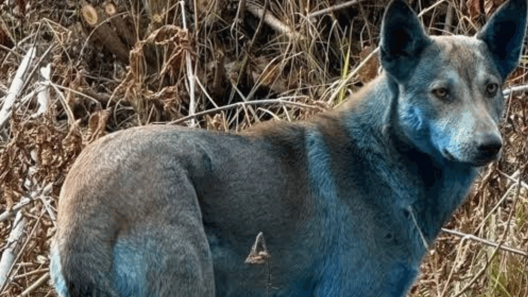 Misterio de los perros con pelaje azul en Chernóbil ya tiene explicación científica