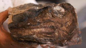 fósil de Ictiosaurio