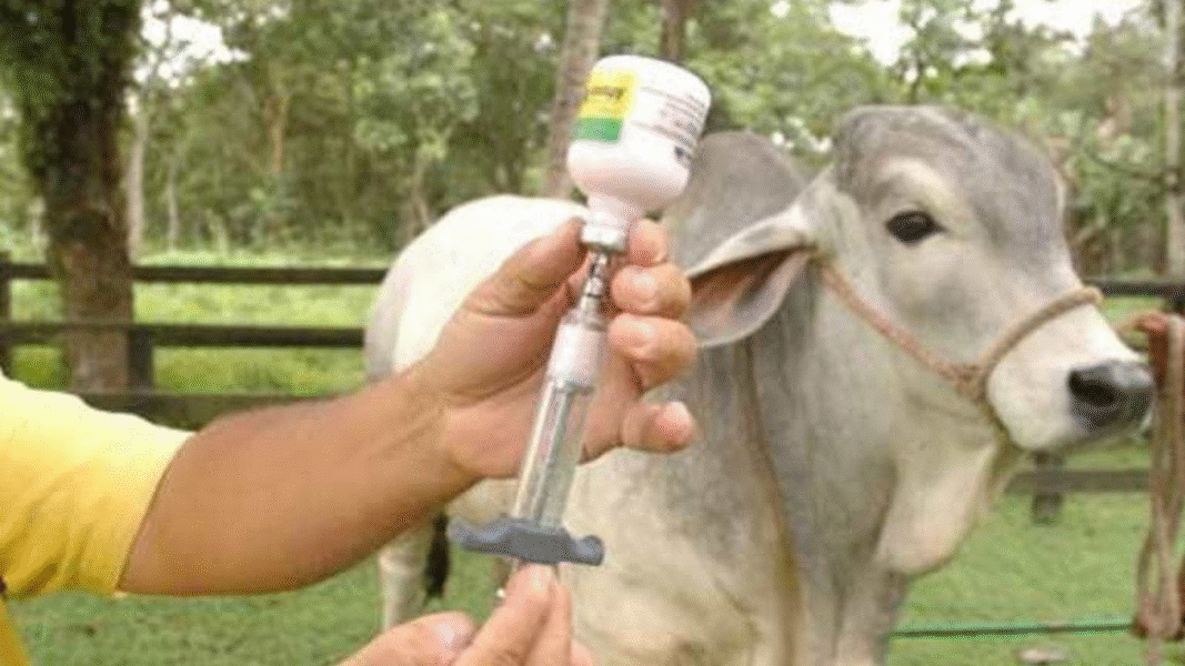 Barinas fiebre aftosa