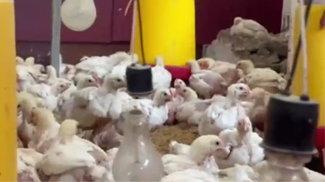 INCES impulsa la producción de carne y huevos en el 23 de enero