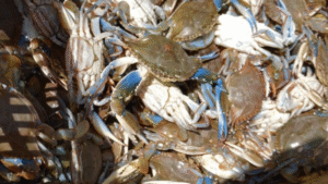 exportación cangrejo azul