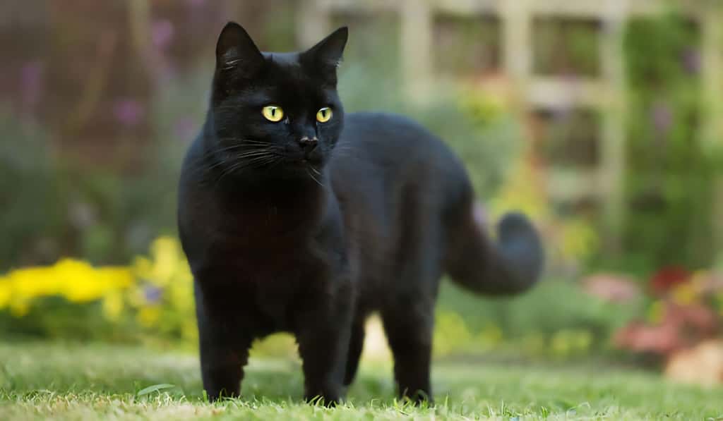 El encanto silencioso del gato negro: lo que se esconde tras el mito