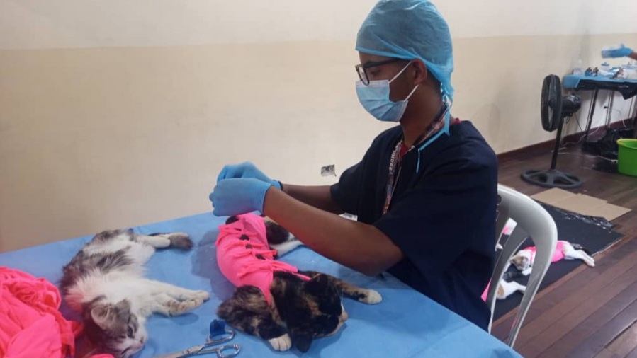 Misión Nevado esteriliza 100 felinos en Los Teques