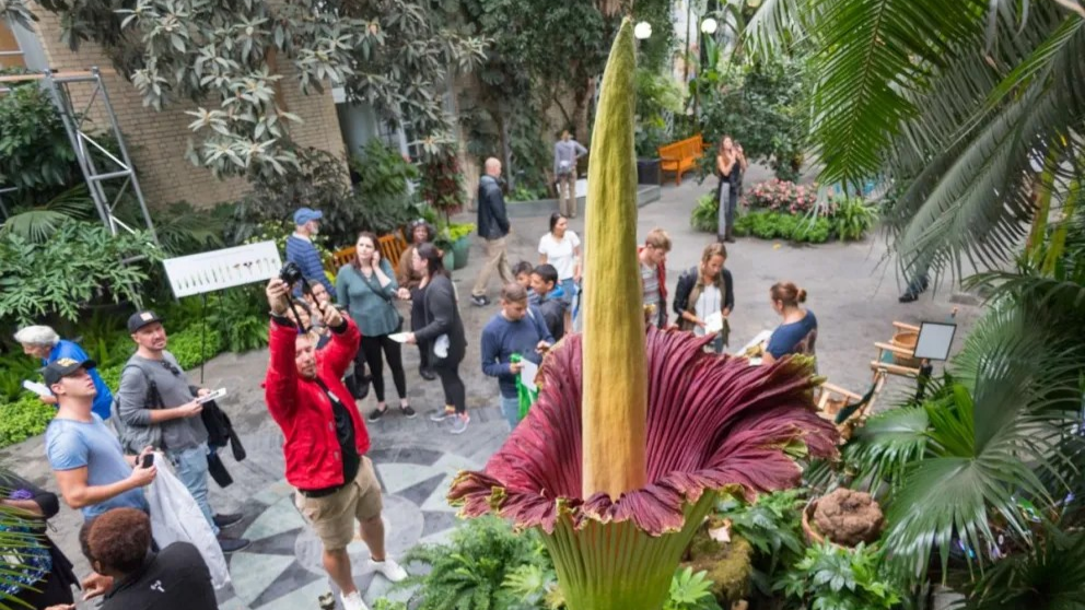 La planta más rara y apestosa del mundo es robada