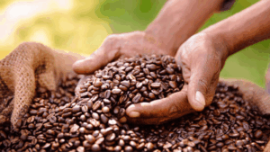 producción café Venezuela