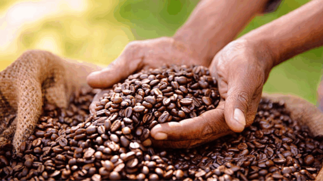 producción café Venezuela