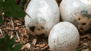 huevos dinosaurio España