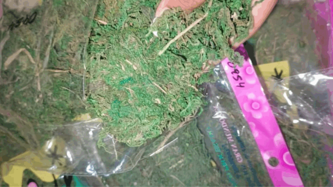 Cae comercio ilegal de musgo en Portuguesa