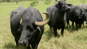 rebaño búfalos Venezuela