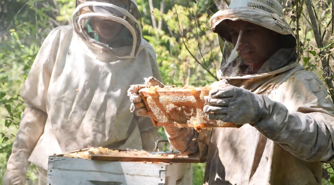 Así vivirá Yaracuy su primer Congreso Apícola: innovación y desarrollo estratégico