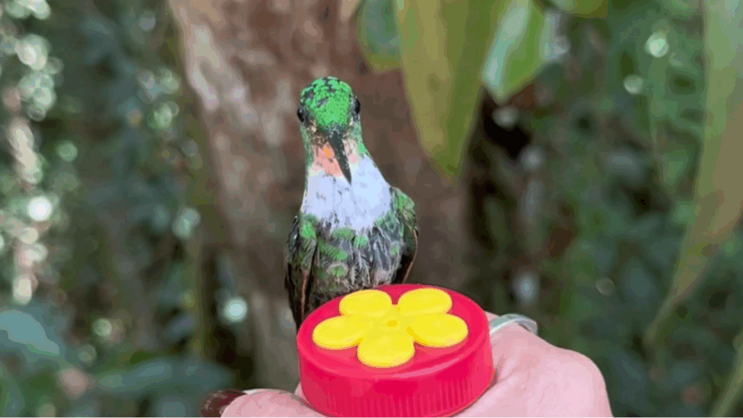 En este lugar puedes alimentar a los colibríes