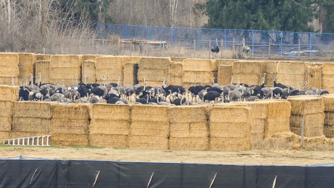 Sacrifican más de 300 avestruces sanos en Canadá