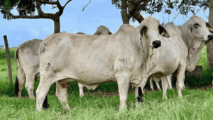hembras Brahman